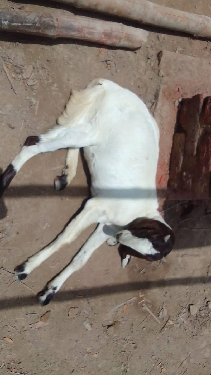 goats 1