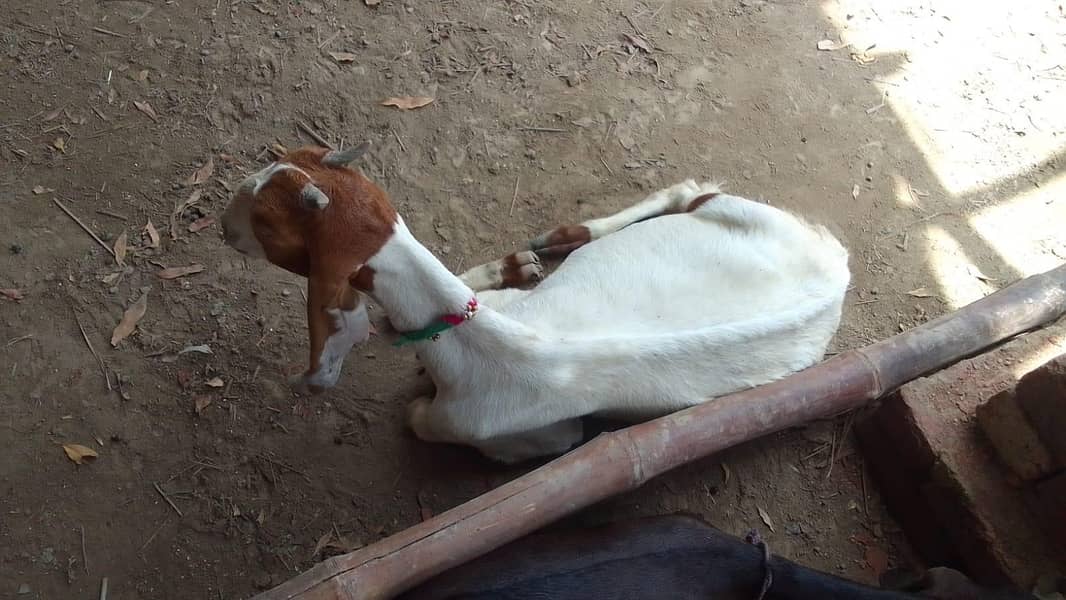 goats 2