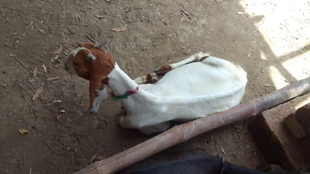 goats — photo 3