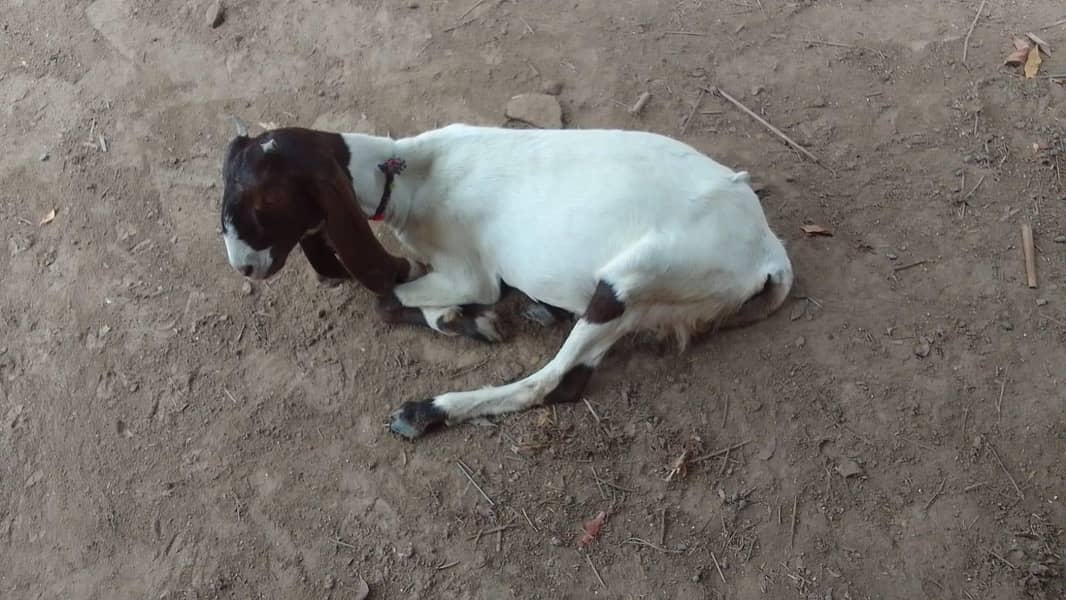 goats 3