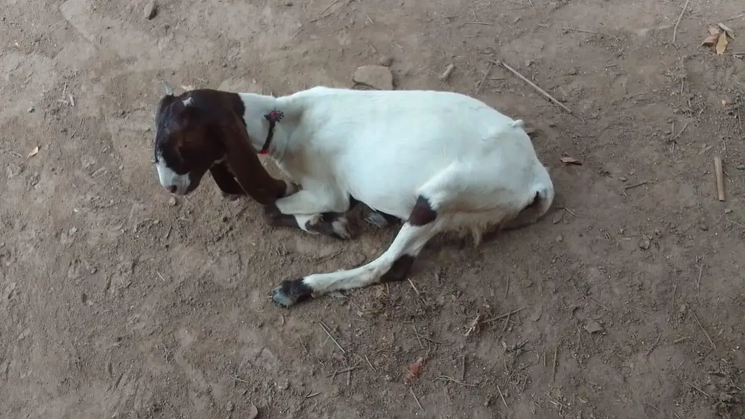 goats — photo 4