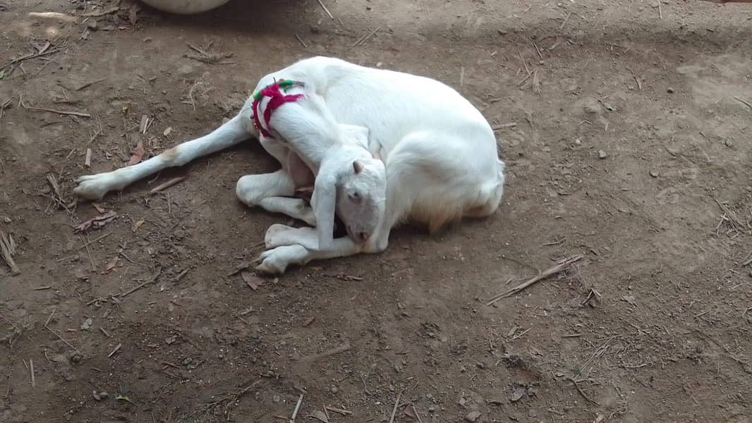 goats 4