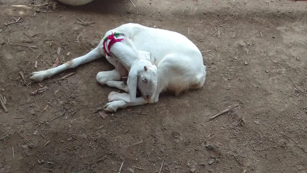 goats — photo 5