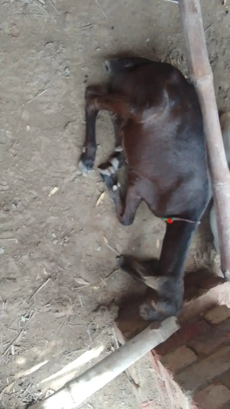 goats — photo 6
