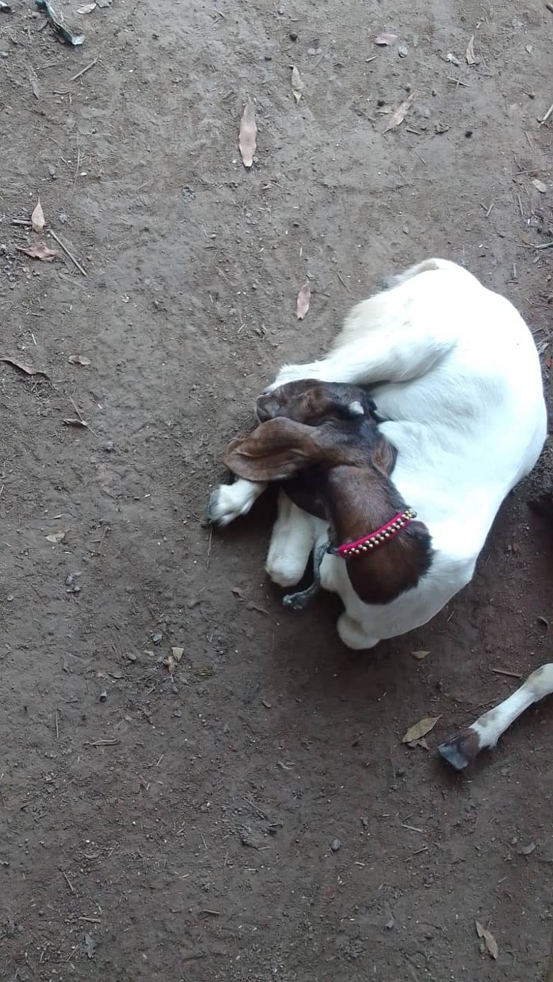goats 7