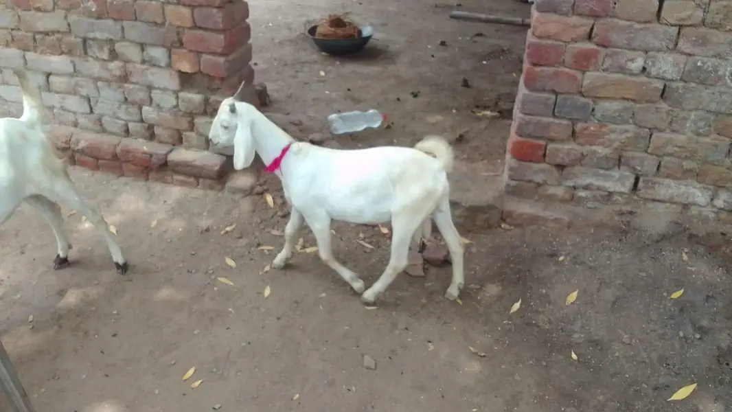 goats — photo 9