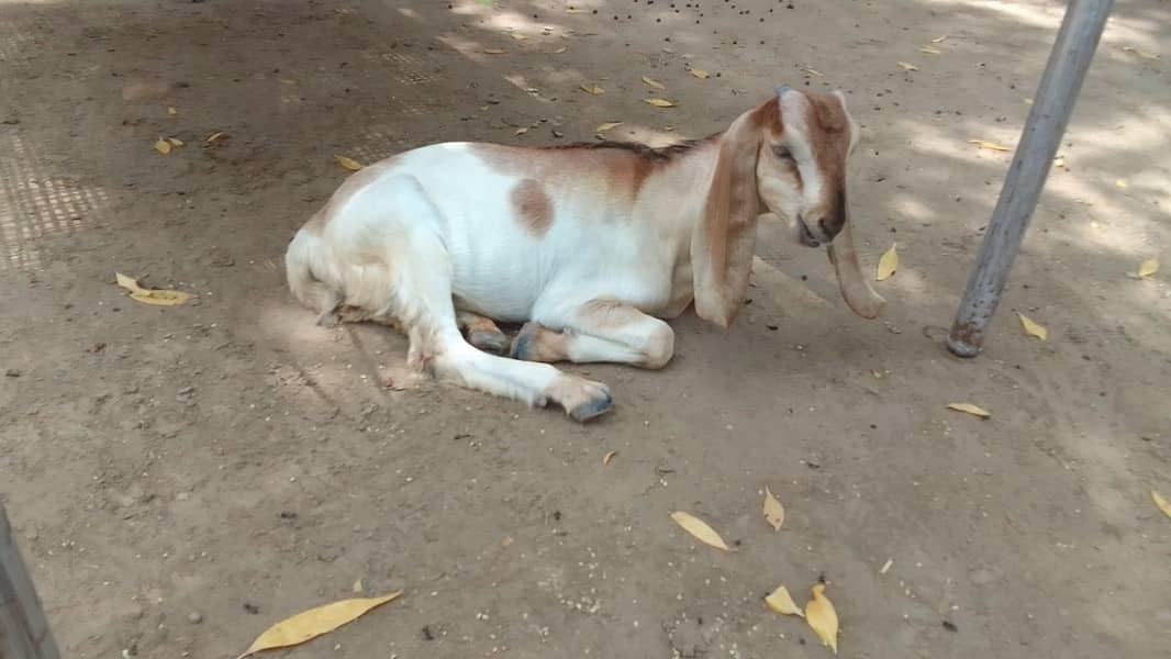 goats 9