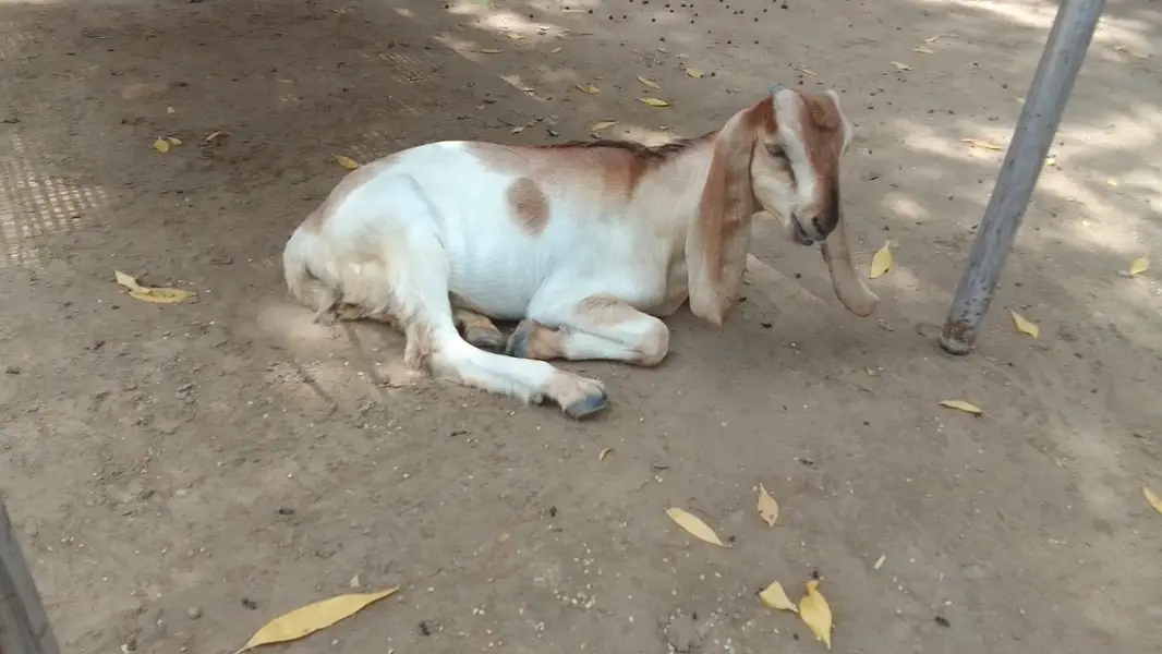 goats — photo 10