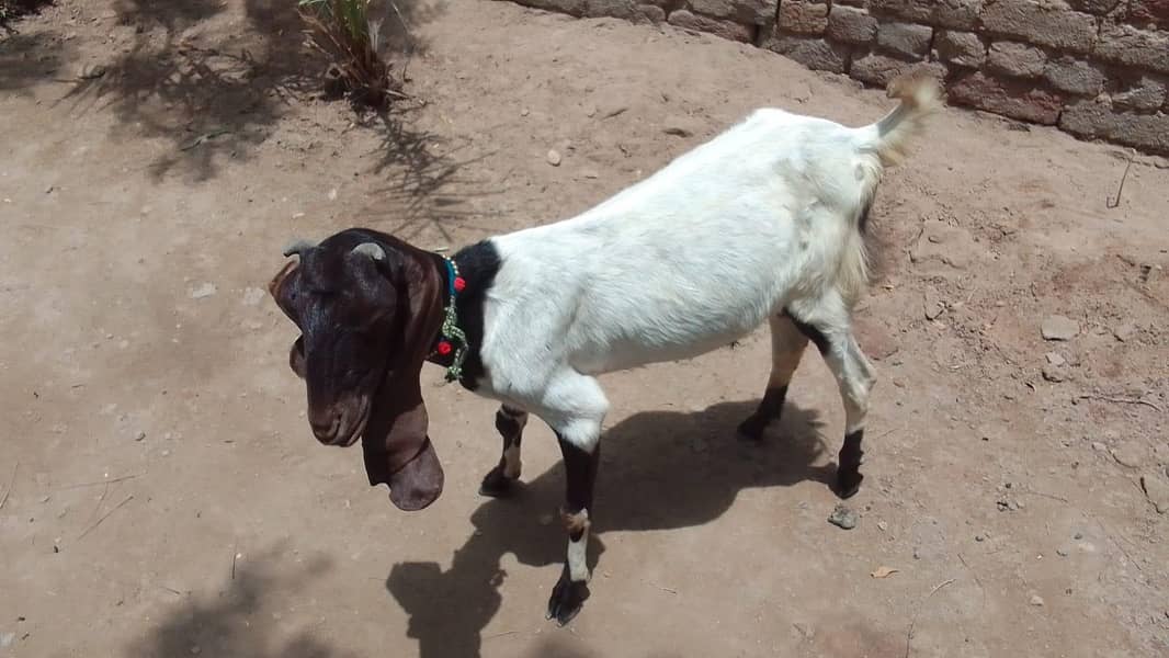 goats 10