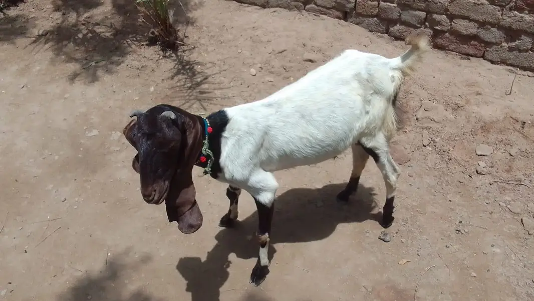 goats — photo 11