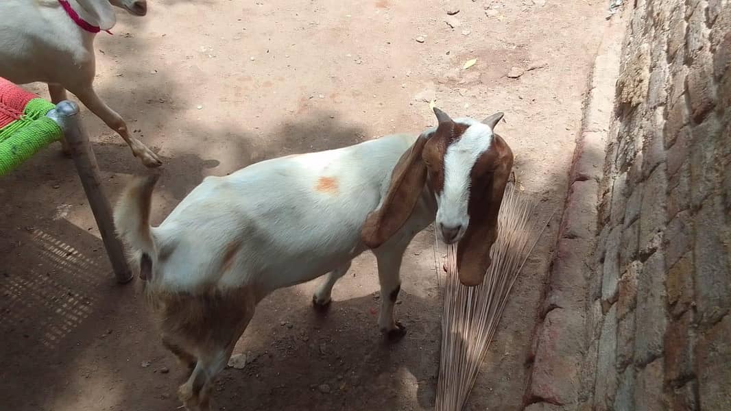 goats 11