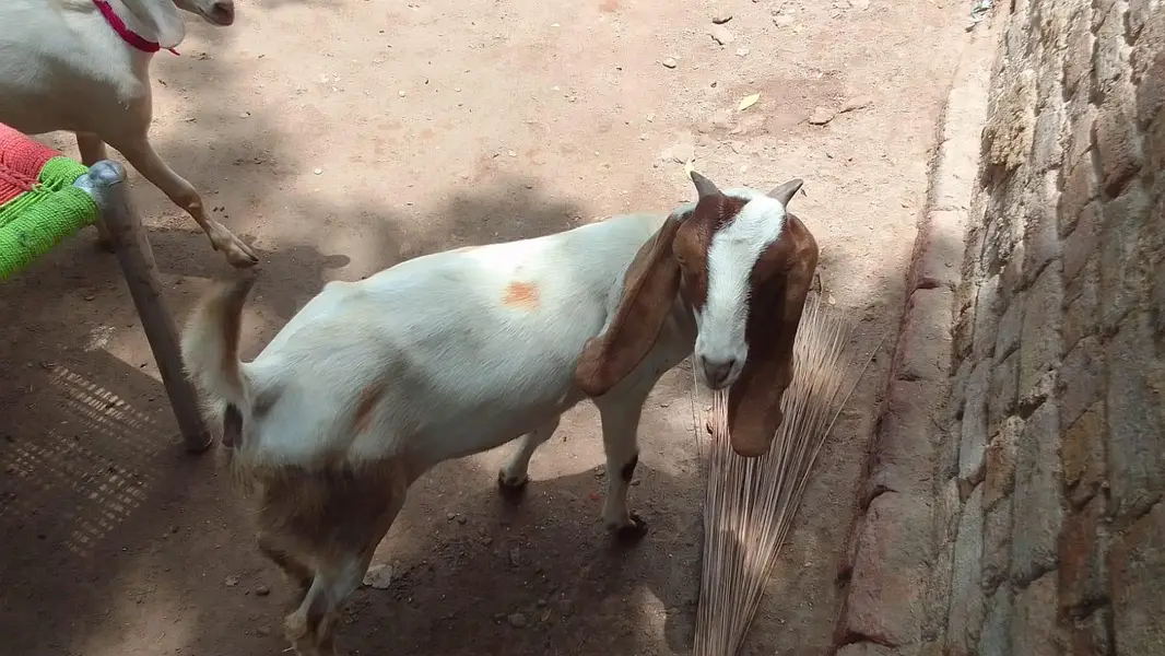 goats — photo 12