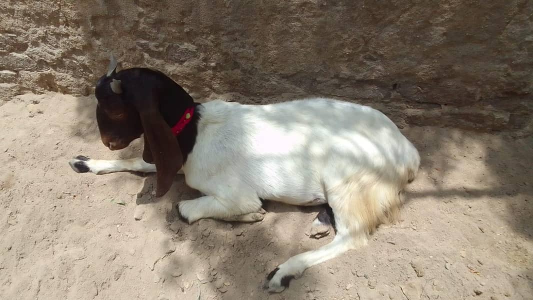 goats 12