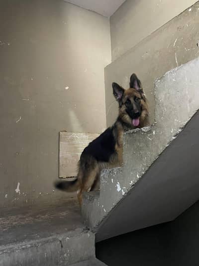German shepherd