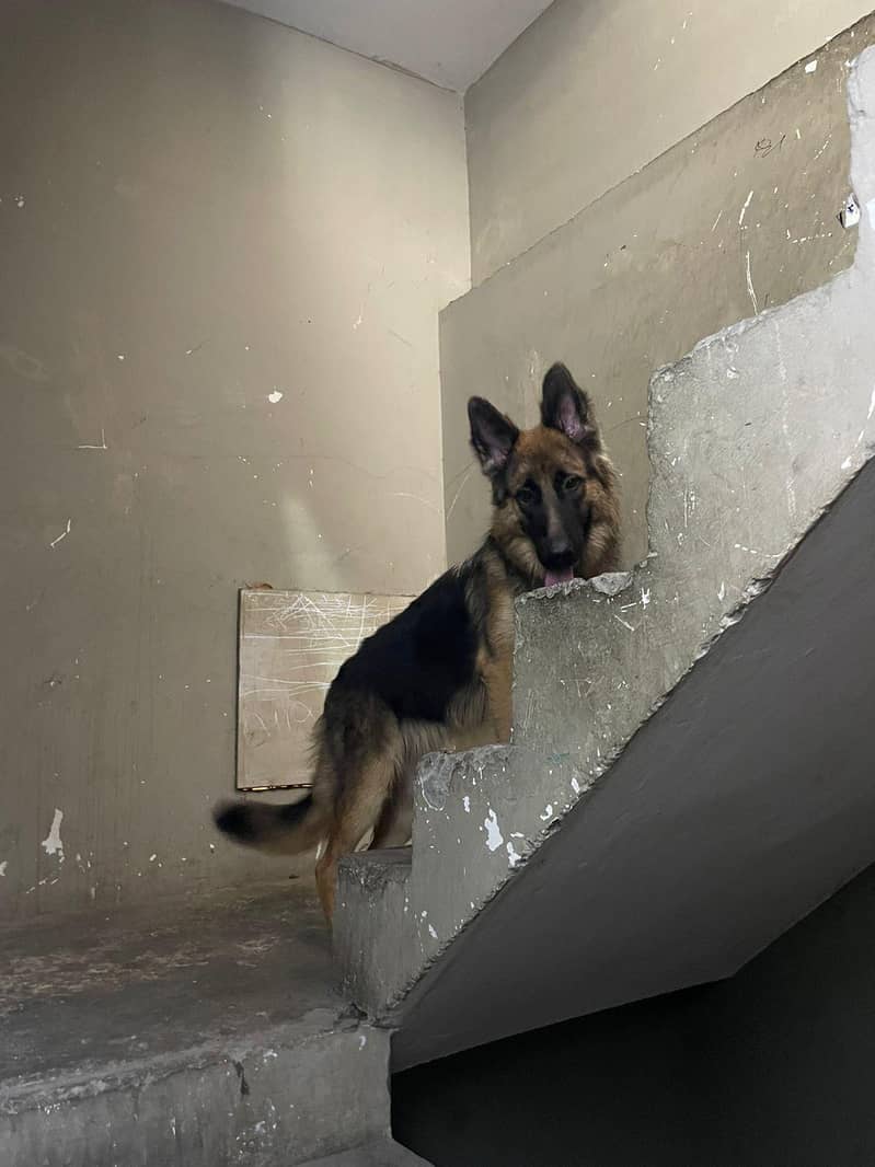 German shepherd 1