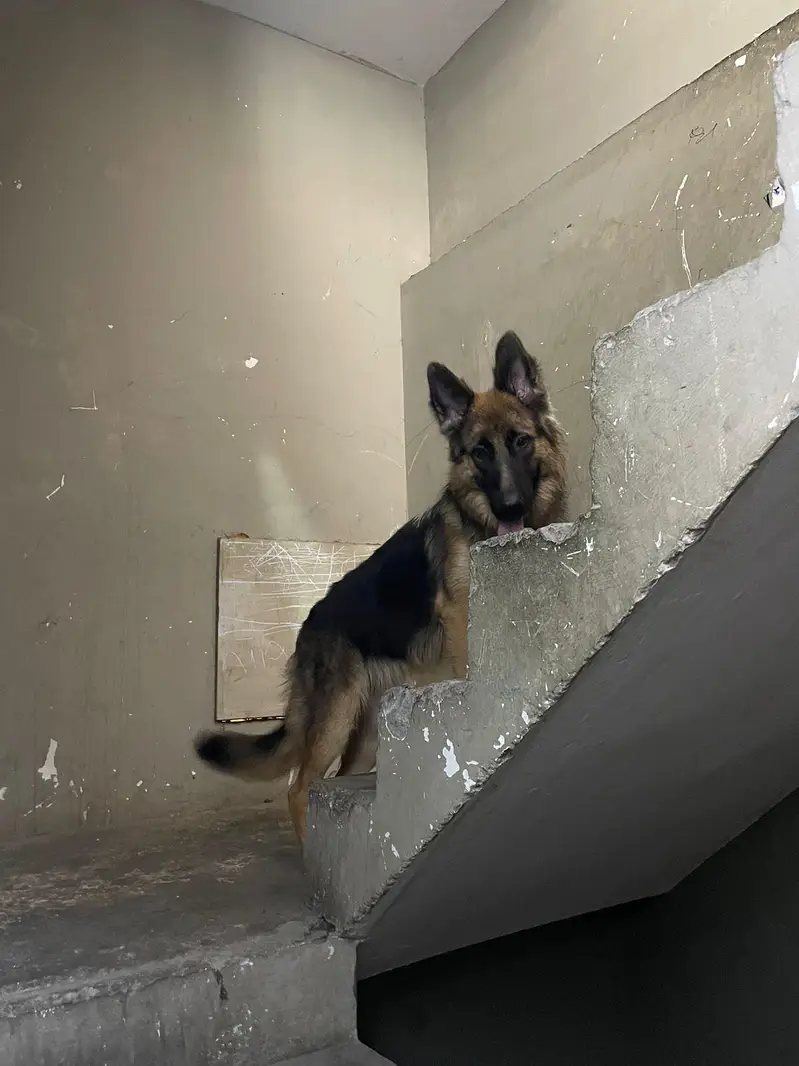 German shepherd — photo 2