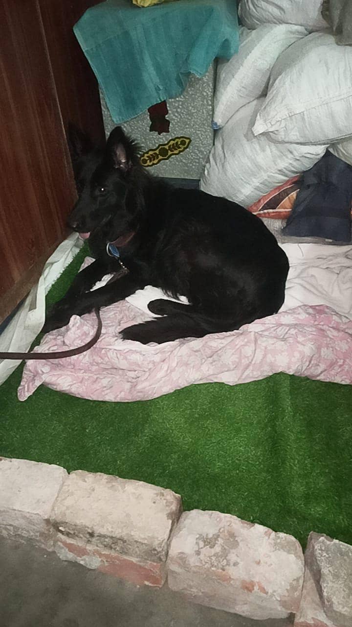 German shepherd 2