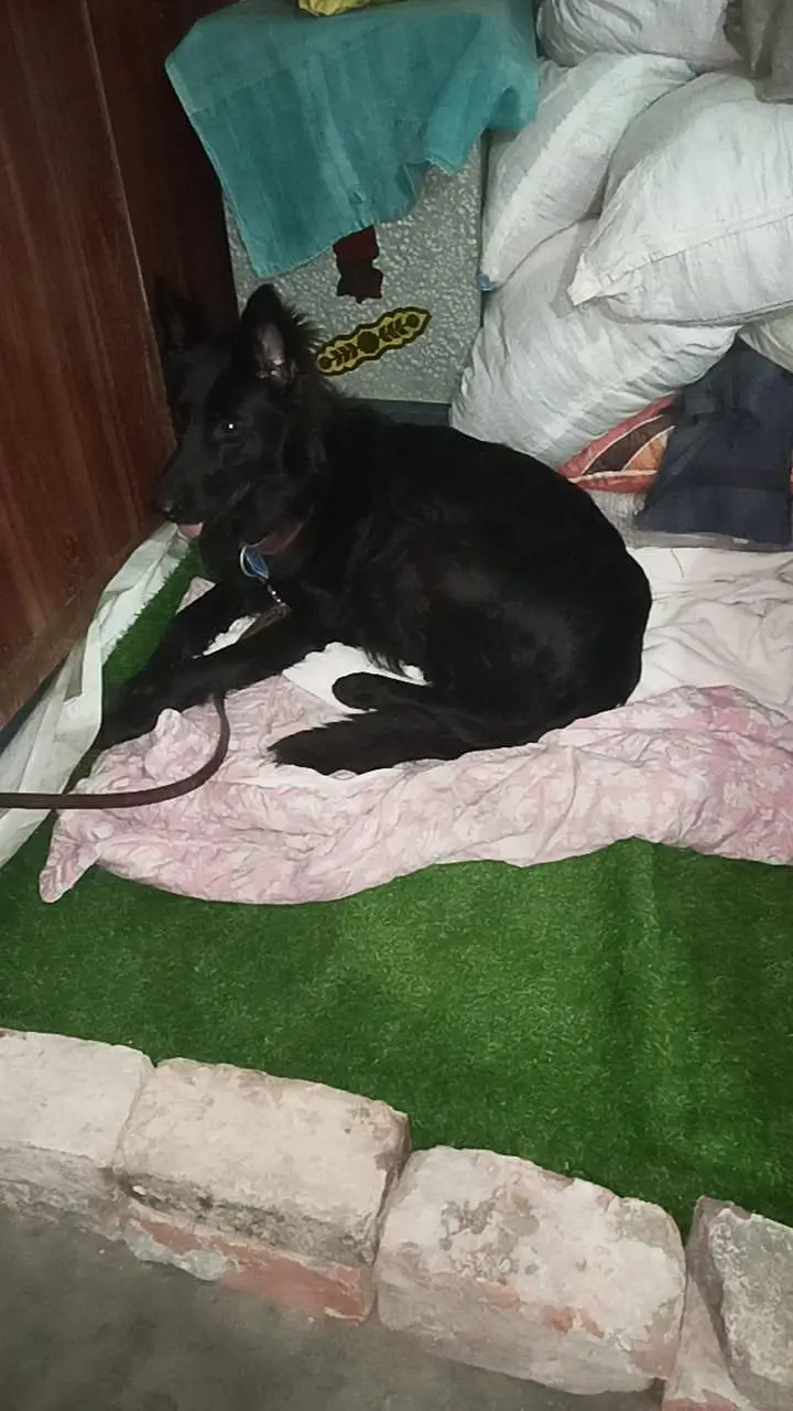 German shepherd — photo 3
