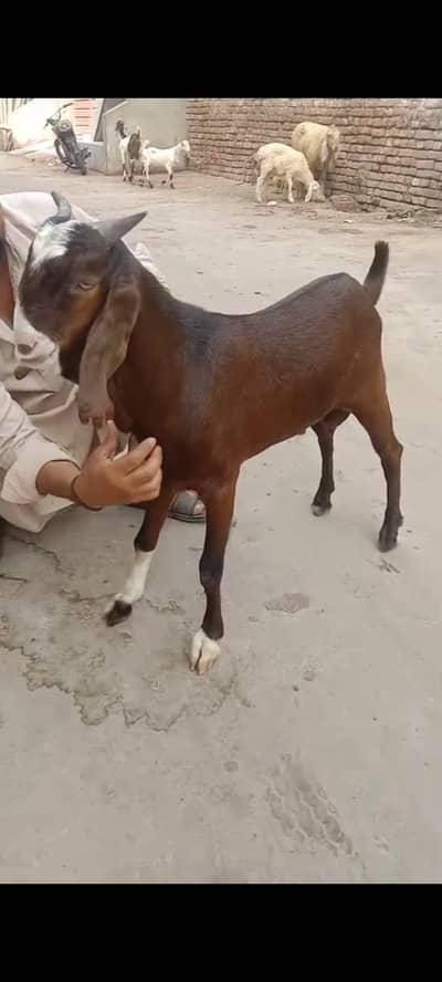Patera Bakra