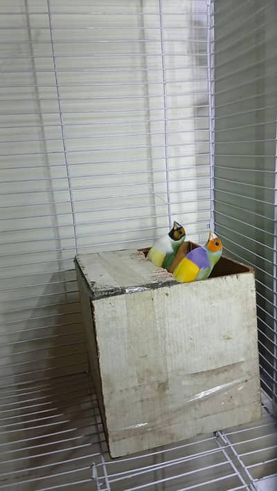 Goldian Finch Breeder pair