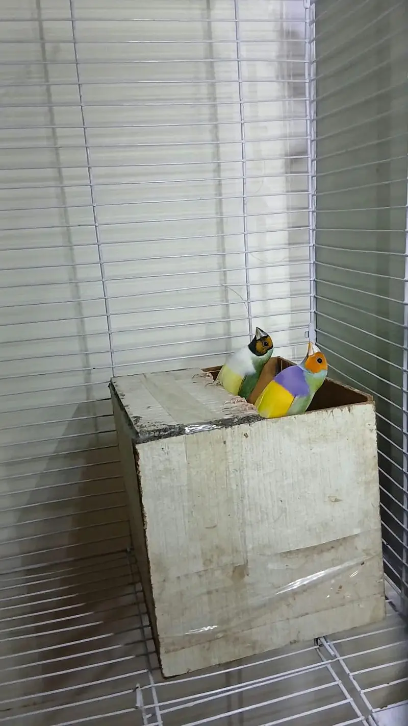 Goldian Finch Breeder pair