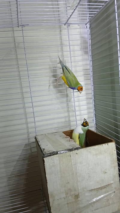 Goldian Finch Breeder pair