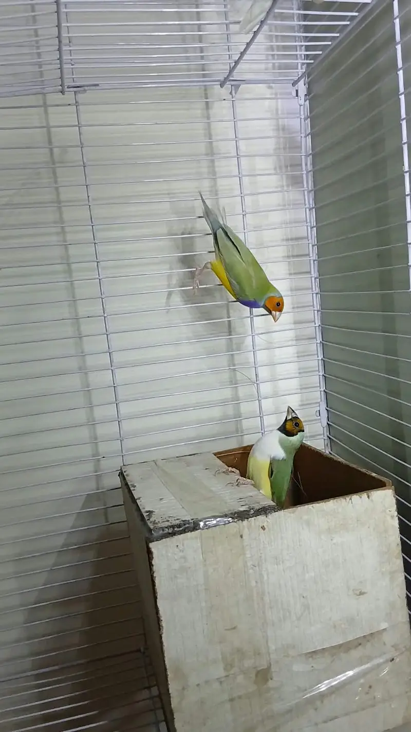Goldian Finch Breeder pair — photo 2