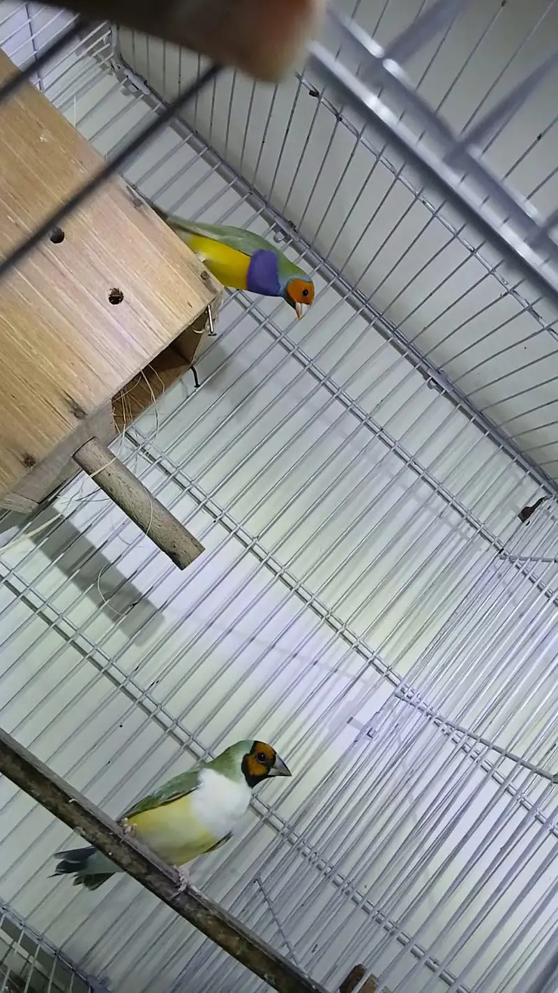 Goldian Finch Breeder pair — photo 3