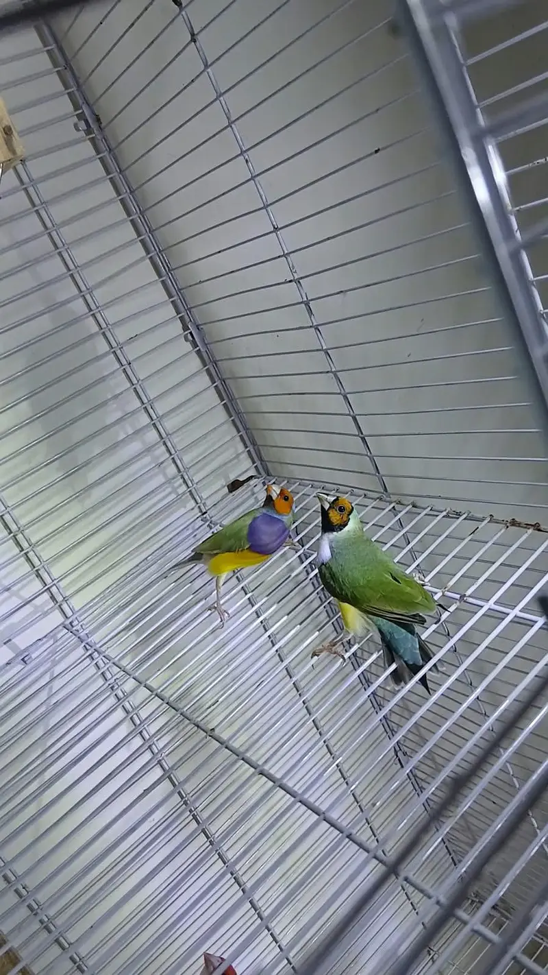 Goldian Finch Breeder pair — photo 4