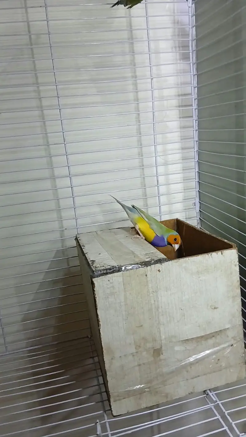 Goldian Finch Breeder pair — photo 5