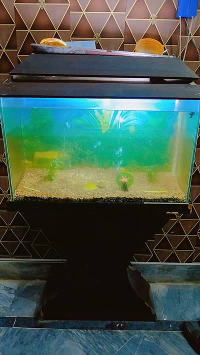 Aquirium with Fishes for sale ,