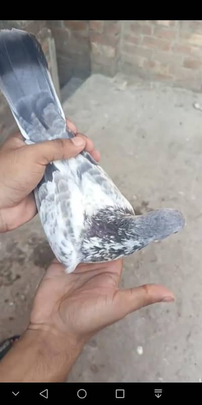 tasvir wala jora for sell