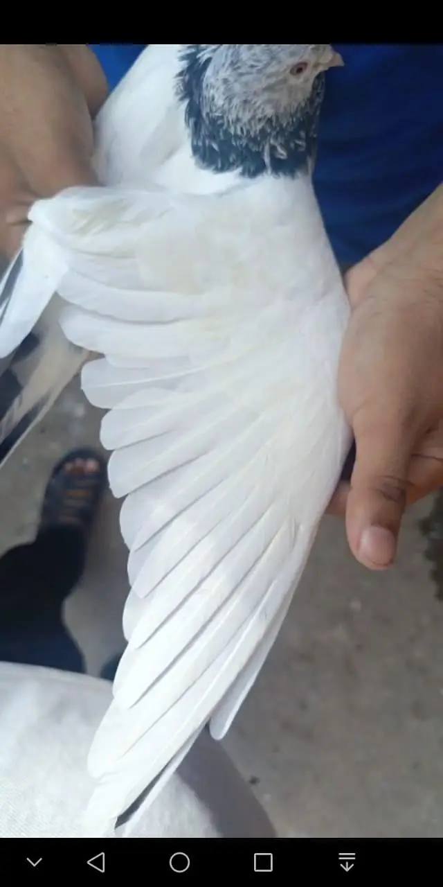 tasvir wala jora for sell — photo 2