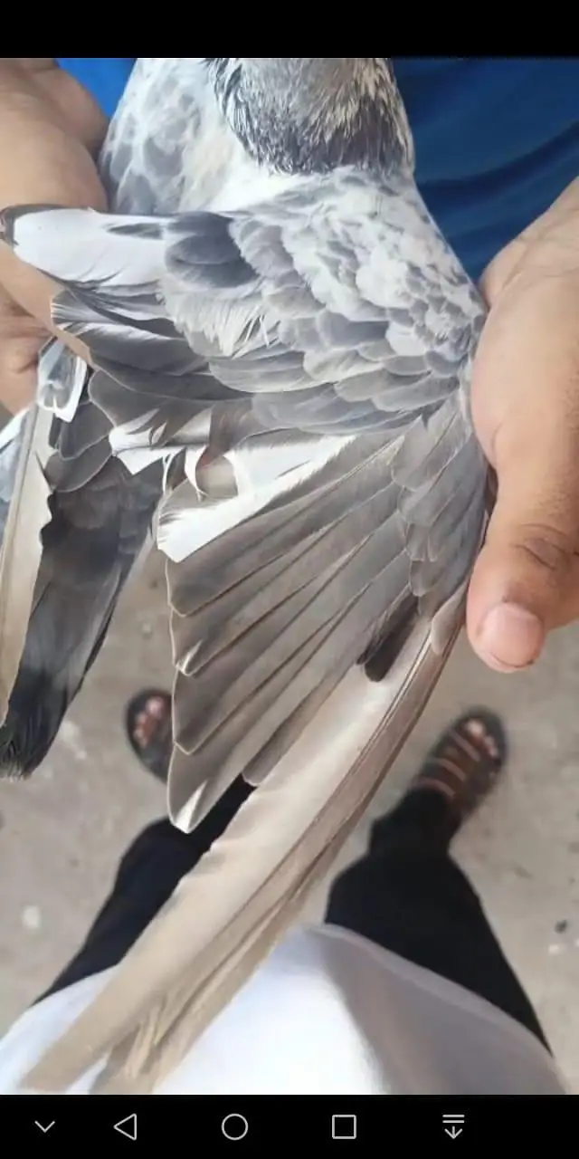 tasvir wala jora for sell — photo 6