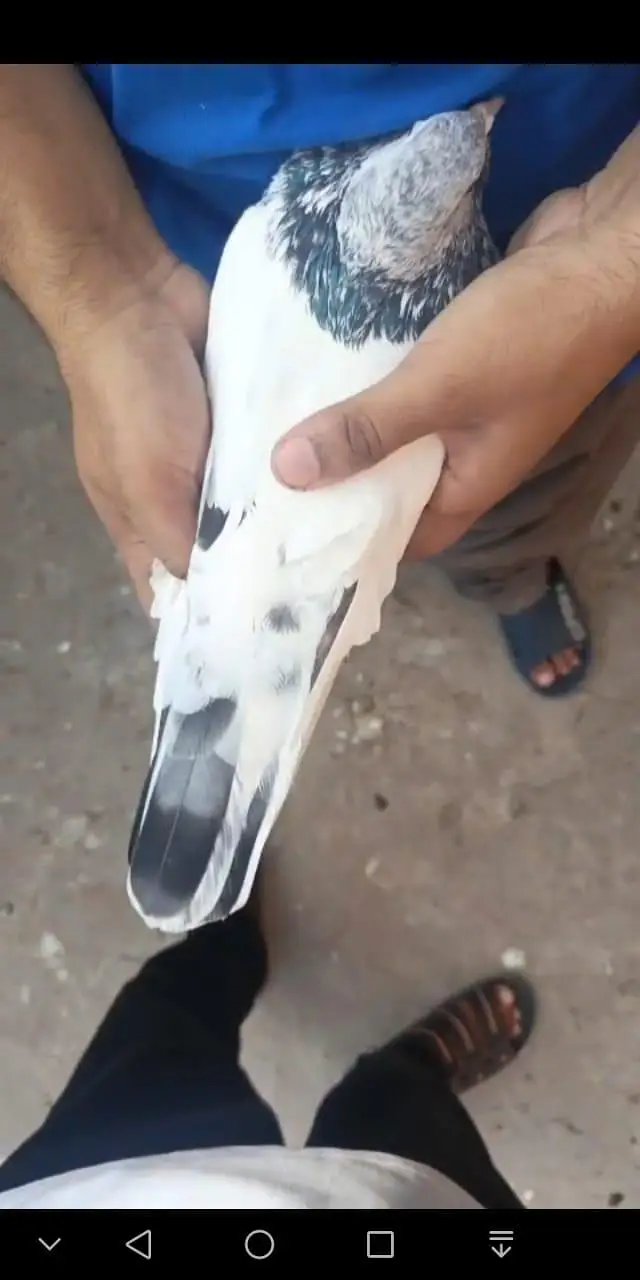 tasvir wala jora for sell — photo 7
