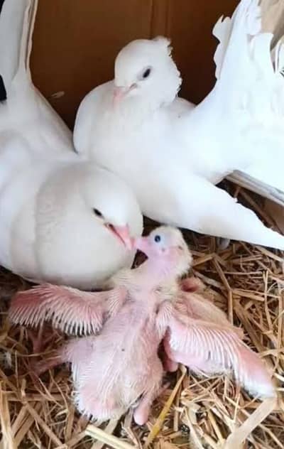 laka pigeon / fantail pigeon /gray tail laka pigeons