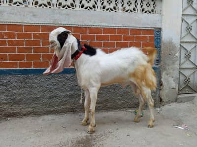 gulabi bakre pink nose