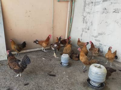 14 desi misri hens