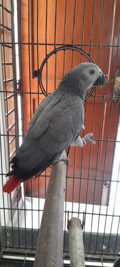 African Grey Parrot