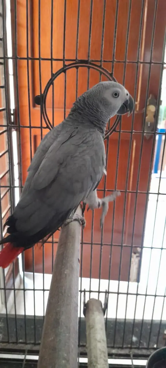African Grey Parrot — photo 2