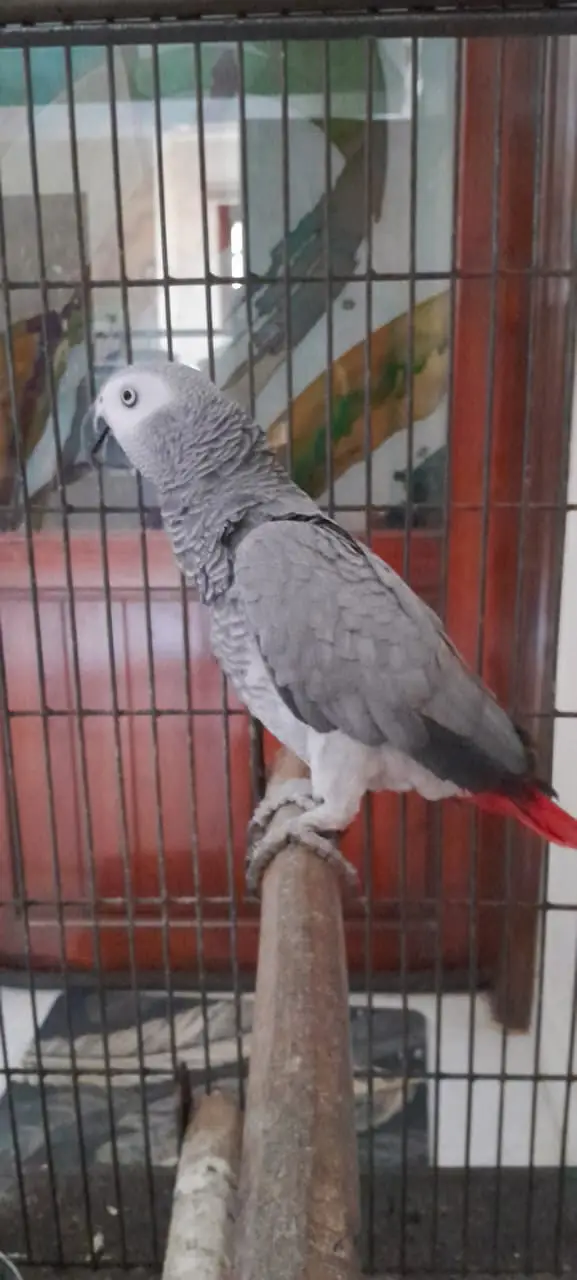 African Grey Parrot — photo 3