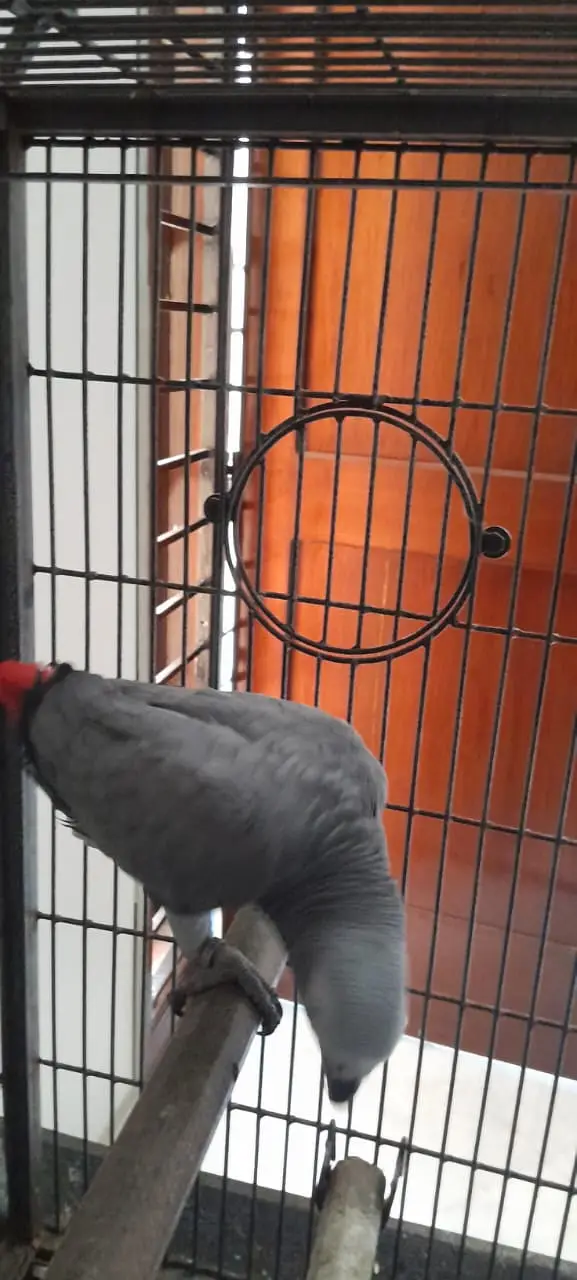 African Grey Parrot — photo 4