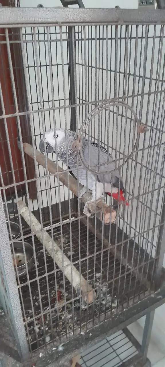 African Grey Parrot — photo 5
