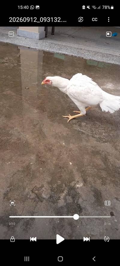 Herra aseel female