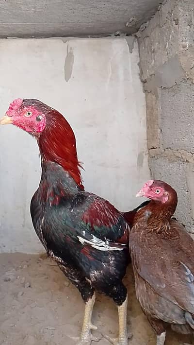 chicks available
