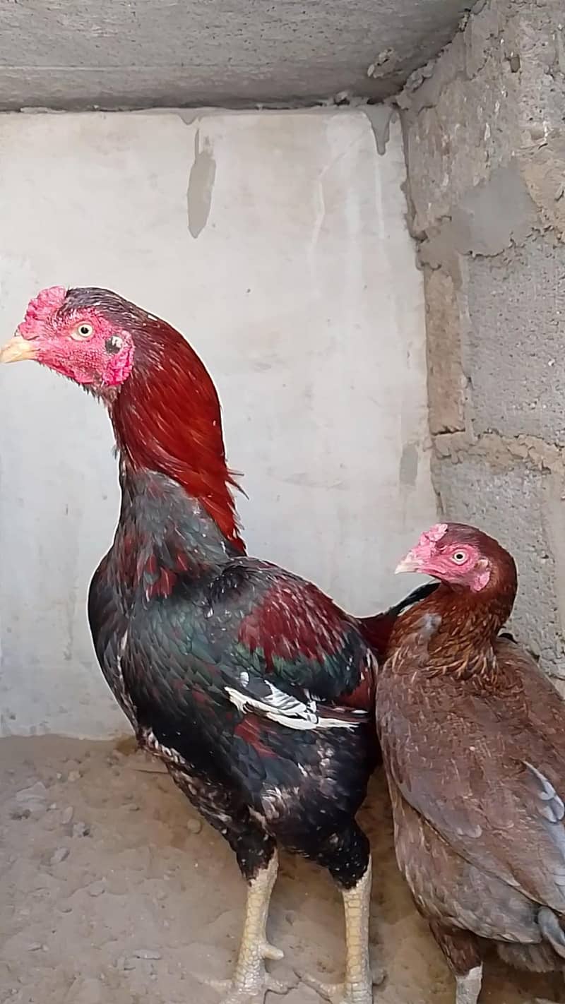 chicks available 0