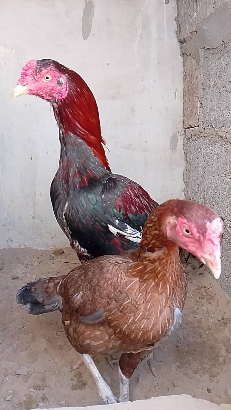 chicks available 1