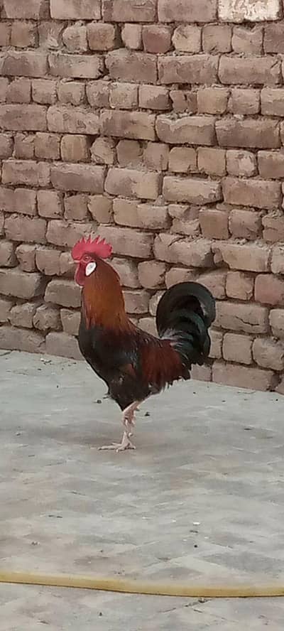 desi golden ghar k pally hoye 1 murghi 2 murgha