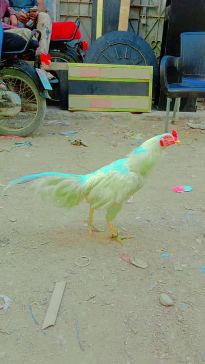 Hira murga 14 mahine ka₹10000
