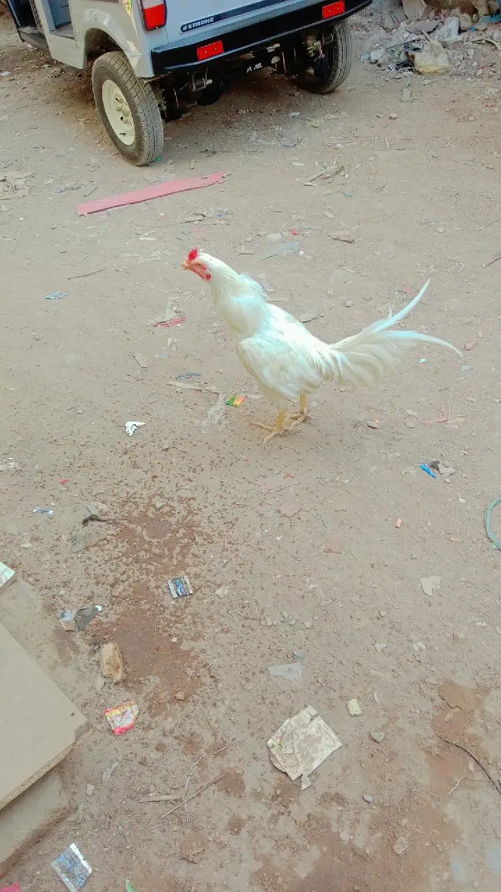 Hira murga 14 mahine ka₹10000 — photo 3